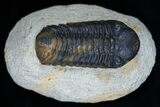 Arched / Inch Phacops Speculator Trilobite #1941-1